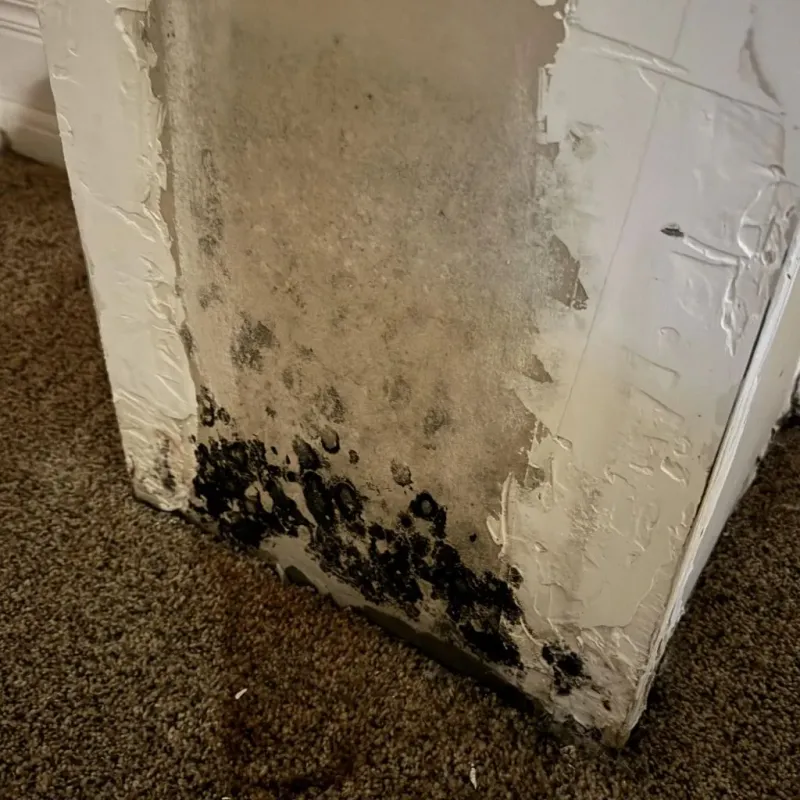 Professional Mold Removal in Milton, WA